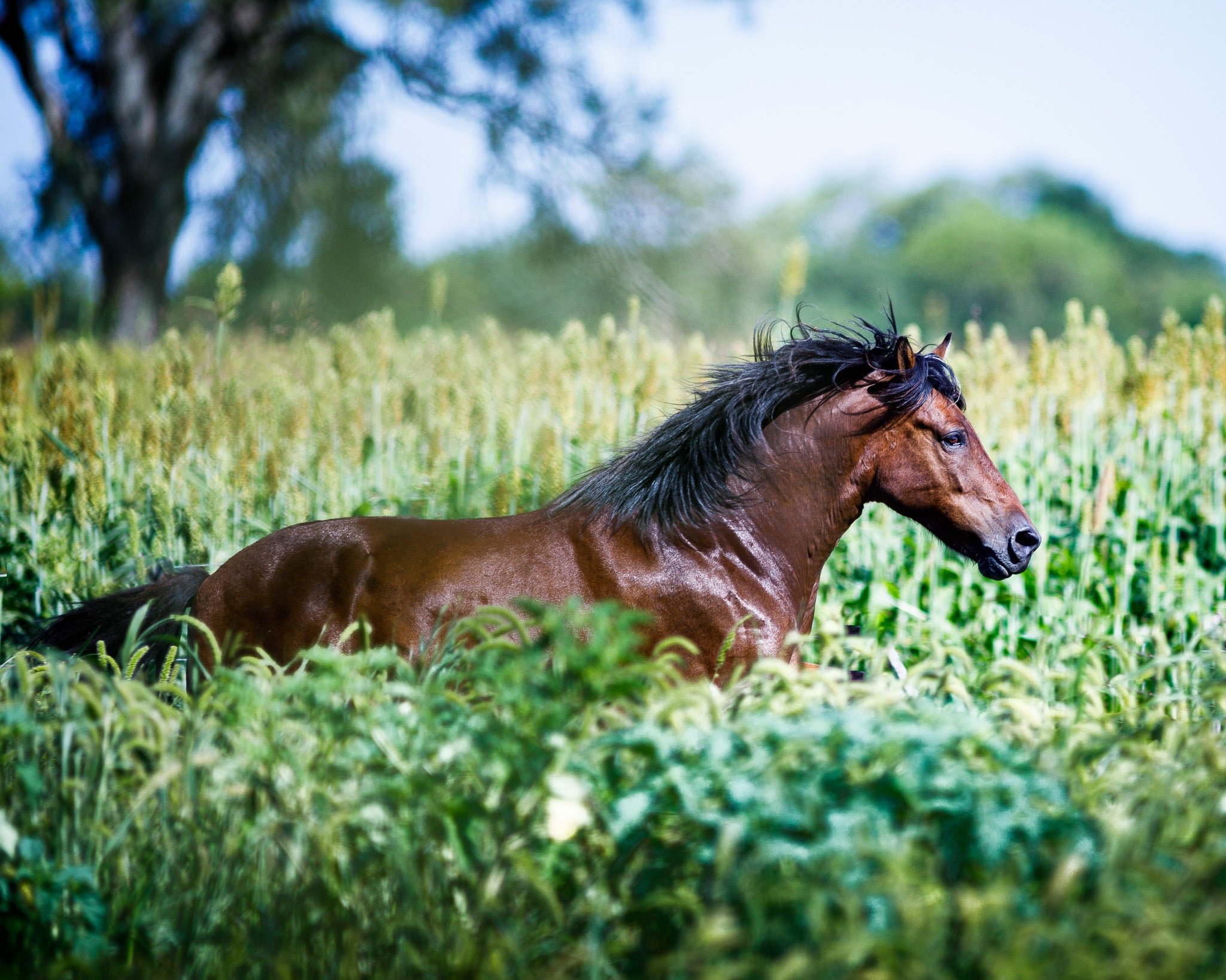 First Class Argentina Dove Shooting Experience for 3 People