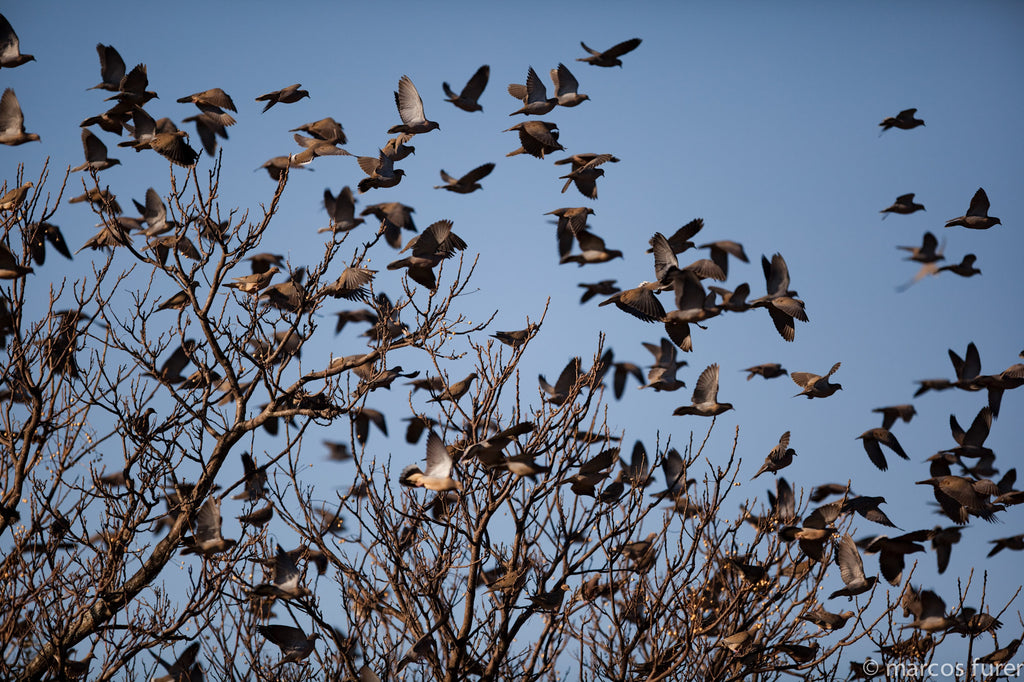 First Class Argentina Dove Shooting Experience for 3 People