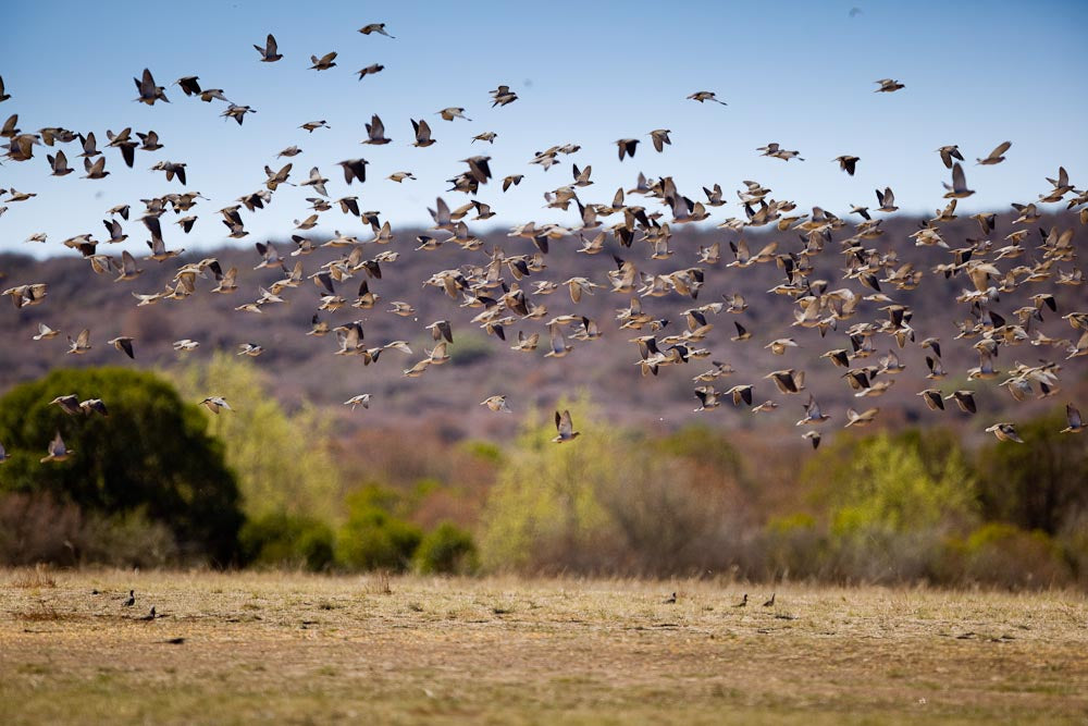 First Class Argentina Dove Shooting Experience for 3 People