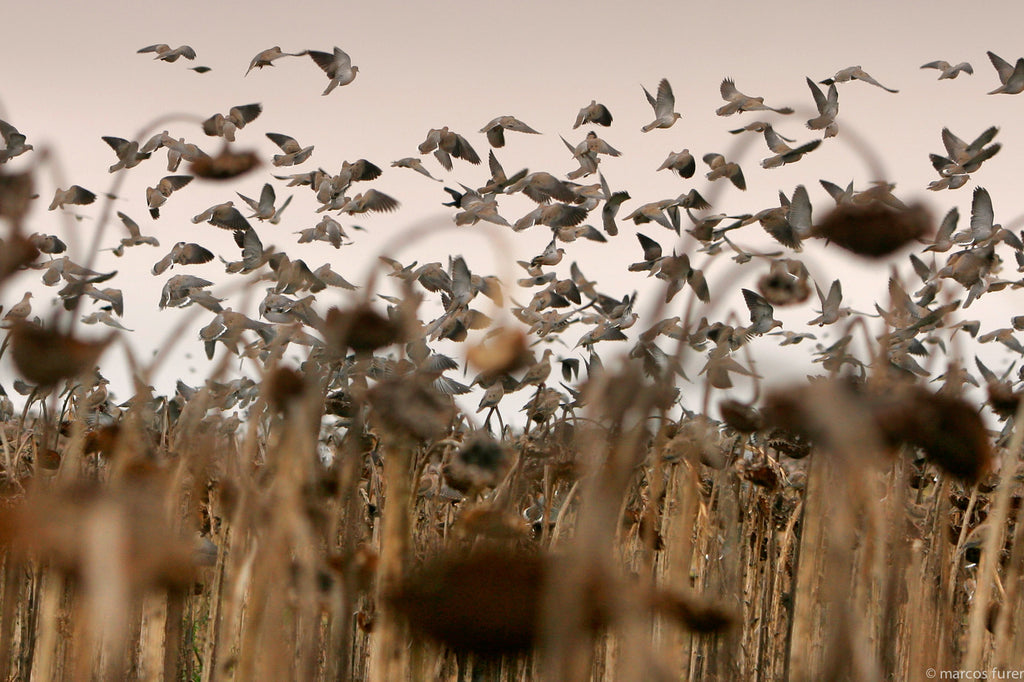 First Class Argentina Dove Shooting Experience for 3 People