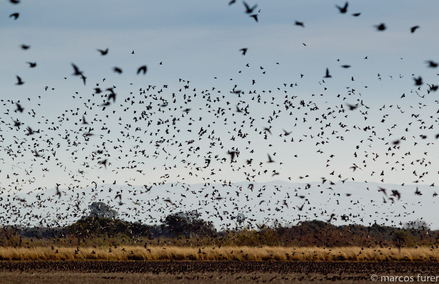 Large flock of birds over the hunting grounds