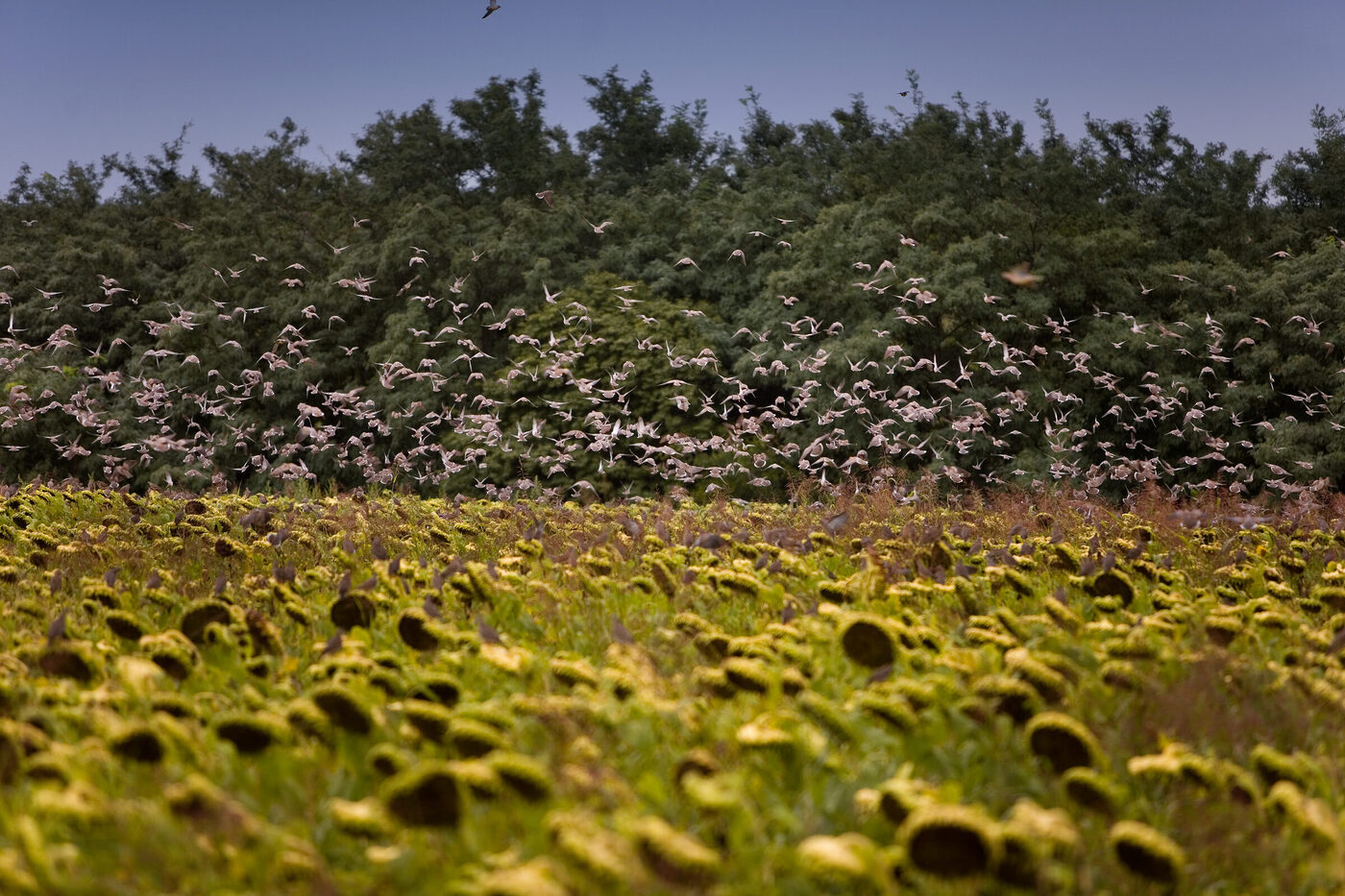 Birds over sunflower fields in San Luis